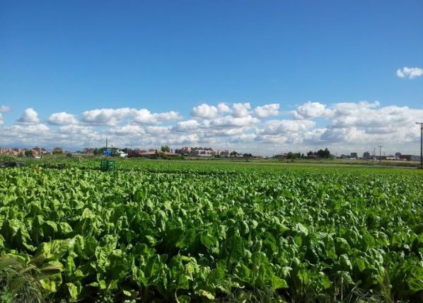 Disponible en Zenodo el informe del Living Lab “Madrid Rural – Parque Agrario de Fuenlabrada”