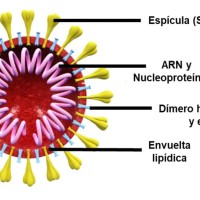 Emilio Muñoz (IFS) aborda en una serie de artículos el conocimiento sobre el SARS-CoV-2 y su efecto en la Covid-19.