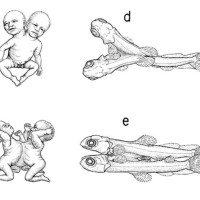 Juan Manuel Sánchez Arteaga analiza las contribuciones del biólogo evolutivo Pere Alberch al campo de la biología evolutiva del desarrollo