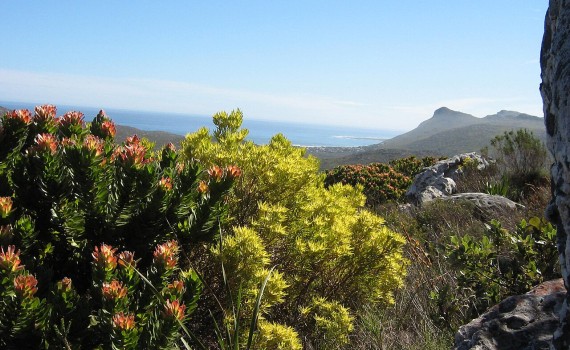 Fynbos de montaña en la Península del Cabo (Sudáfrica)/ S. Molteno (Wikipedia).
