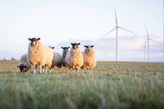 Grupo de Economía Ambiental (GEA) del Instituto de Políticas y Bienes Públicos del CSIC
